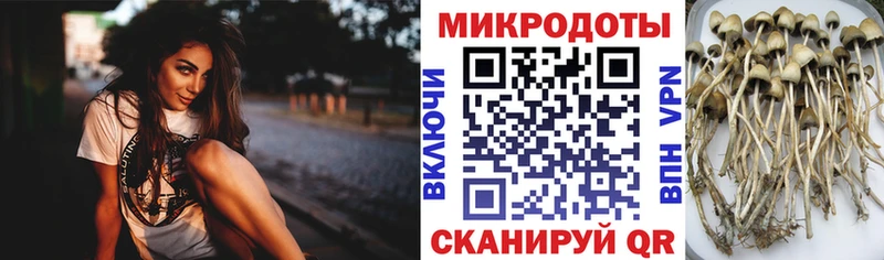 закладка  Озёрск  Галлюциногенные грибы Psilocybe 